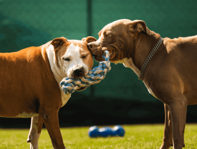 Safety and wellbeing at Park9 — HVAC-equipped dog daycare facility in Toronto