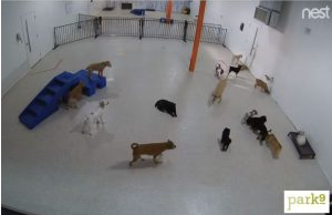 Live webcam feeds from Park9 downtown and Pearson YYZ