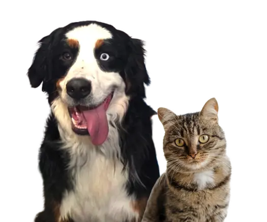 Happy dog and cat at Park9 pet daycare and boarding in Toronto